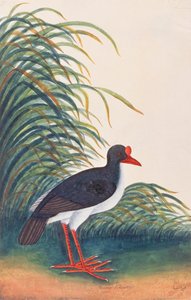 Eurasian Oystercatcher, from Drawings of Birds from Malacca, c.1805-18 by Chinese School